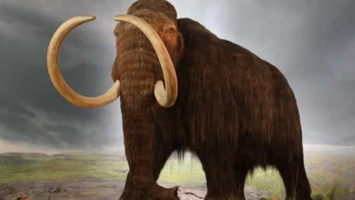 mammoth ftw specii disparute newit ro