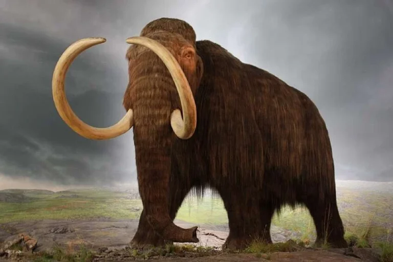 mammoth ftw specii disparute newit ro