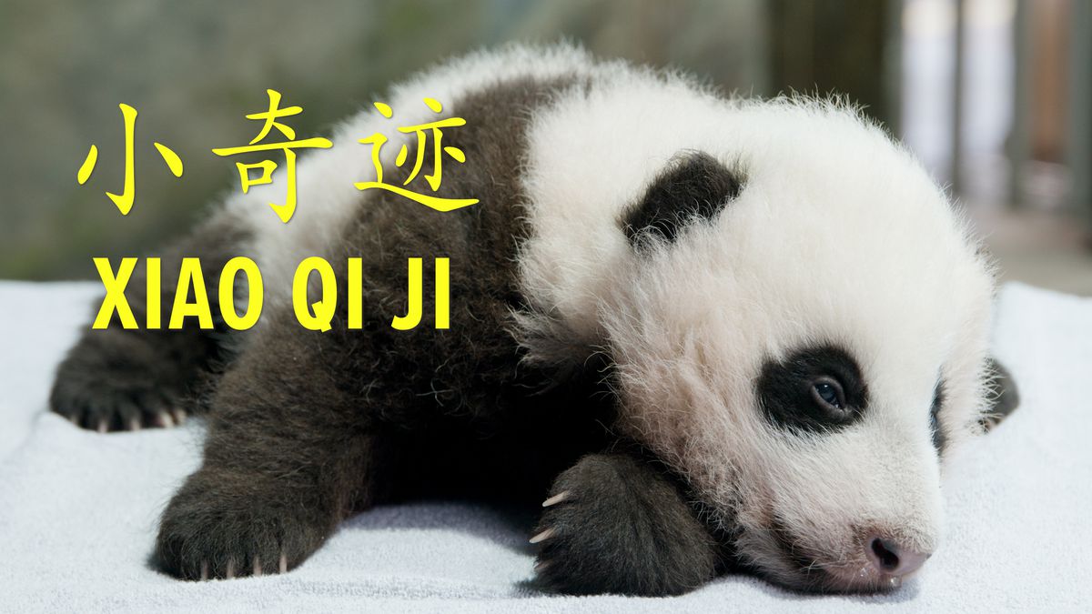 După cinci zile de vot și puțin sub 135.000 de voturi, puiul panda de la grădina zoologică națională Smithsonian este numit Xiao Qi Ji (SHIAU-chi-ji), care se traduce prin „mic miracol” în engleză.