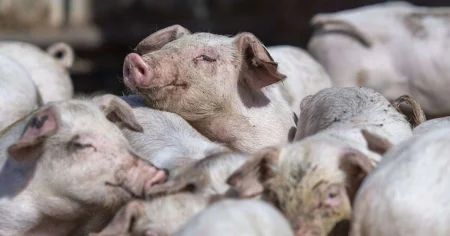 FDA aproba porcii transformati genetic