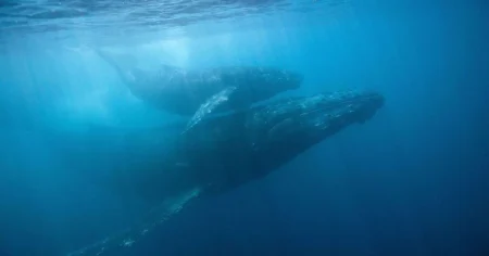Pandemia a redus volumul poluarii fonice a oceanului
