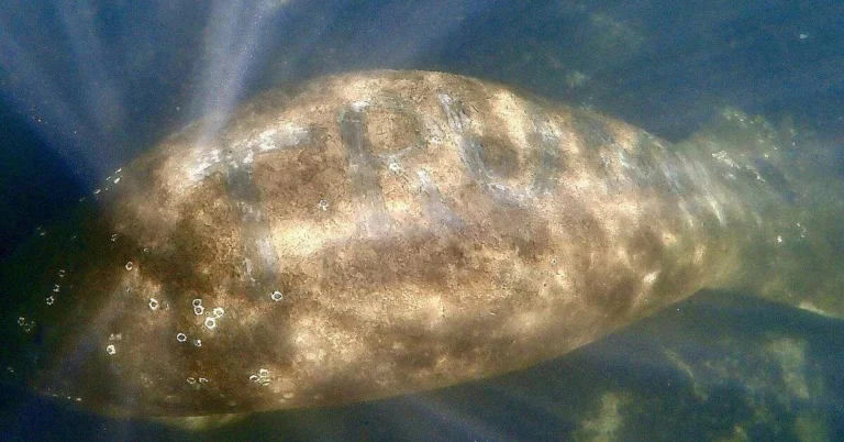 Un monstru a scos numele lui Trump în spatele acestui biet lamantin Un monstru a scos numele lui Trump in spatele acestui