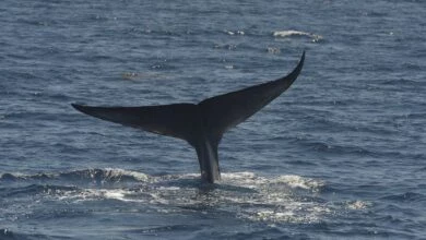 Animatia dureroasa surprinde lupta unei balene pentru a evita loviturile