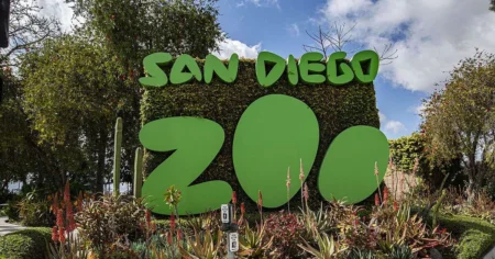 Maimutele mari primesc vaccin COVID 19 la gradina zoologica din San 1200x628