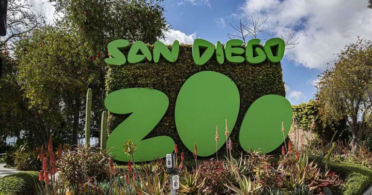 Maimutele mari primesc vaccin COVID 19 la gradina zoologica din San 1200x628