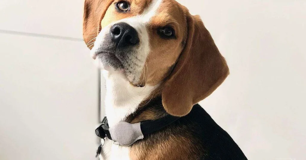 1621263839 Cum sa faci un suport AirTag pentru gulerul animalului tau 1200x628