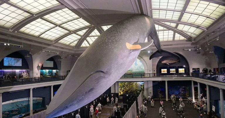 Prima problema a fost furnizarea de vaccin Acum este cerere 1200x628