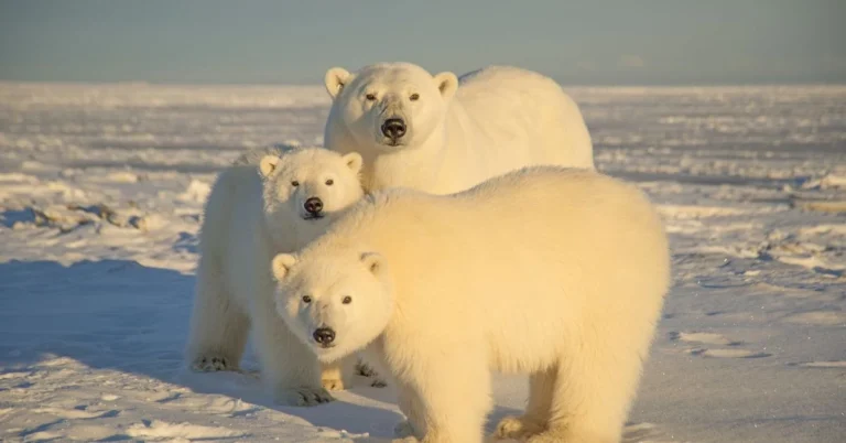 Contractele de inchiriere a petrolului si a gazelor au fost