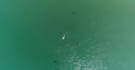 Modul in care dronele ne schimba viziunea asupra rechinilor