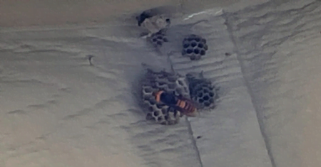 Primul viespe gigant asiatic cunoscut si sub numele de viespet