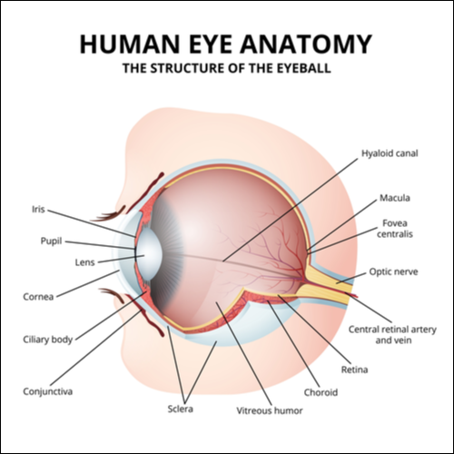 O diagramă a anatomiei ochiului uman care arată fovea.