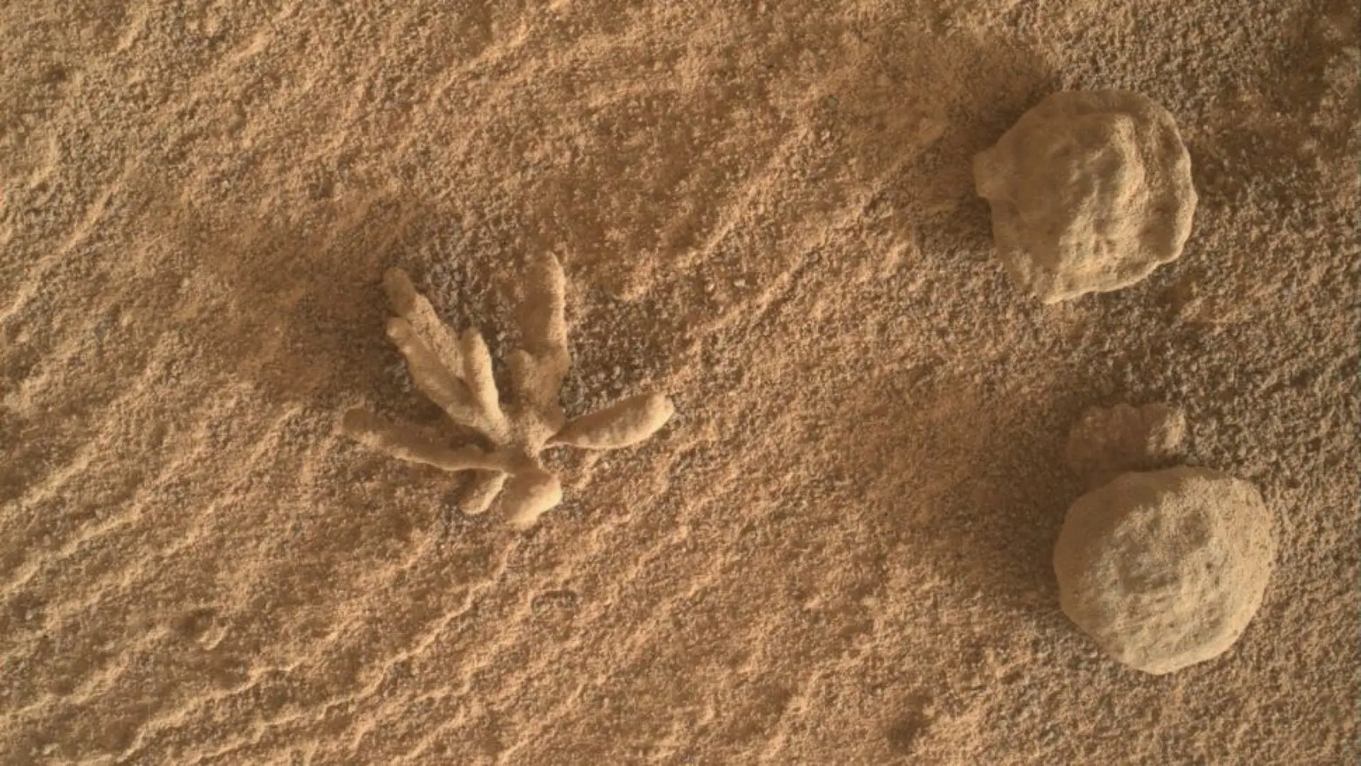 newit Curiosity Rover Discovers Metal Flower on Mars marte nasa
