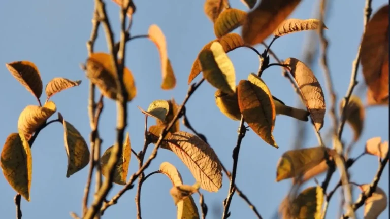 Punem pariu că nu poți găsi pasărea ascunsă în 7 secunde! Păstrați-vă lupa la îndemână pentru această imagine de iluzie optică! newit iluzie optica gaseste pasarea ascunsa