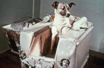 newit ro care a fost primul animal trimis in spatiu