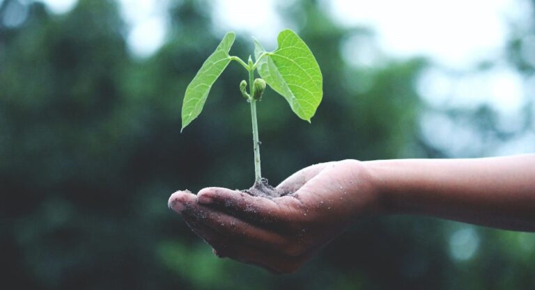newit ro comunicat presa istoma planteaza pomi fructiferi
