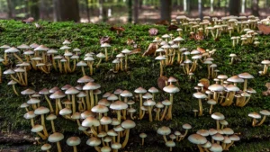 Descoperiti ciuperca care într-o zi ar putea înlocui plasticul newit ro ciuperca care inlocuieste plasticul