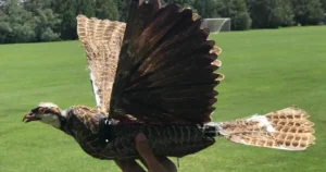 newit ro drone bird header