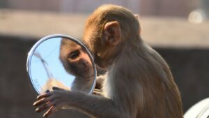 Vă prezentăm Testul Oglinzii AI, pe care persoanele foarte inteligente continuă să-l pice newit ro maimuta oglinda test