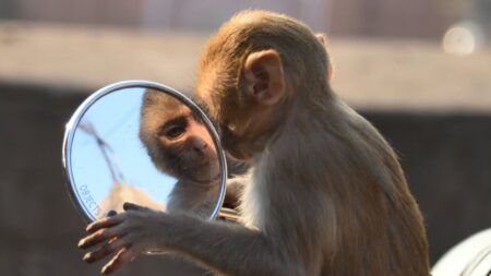 newit ro maimuta oglinda test