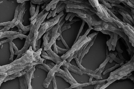 O enzima naturala poate produce energie curata din aerul subtire